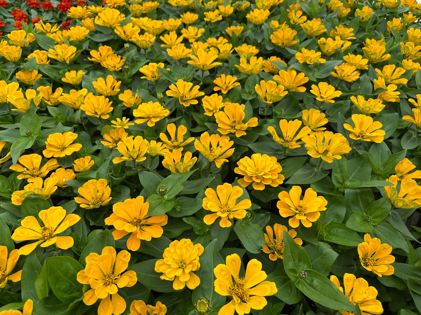 ZINNIA DREAMLAND YELLOW - JUMBO 6 PACK