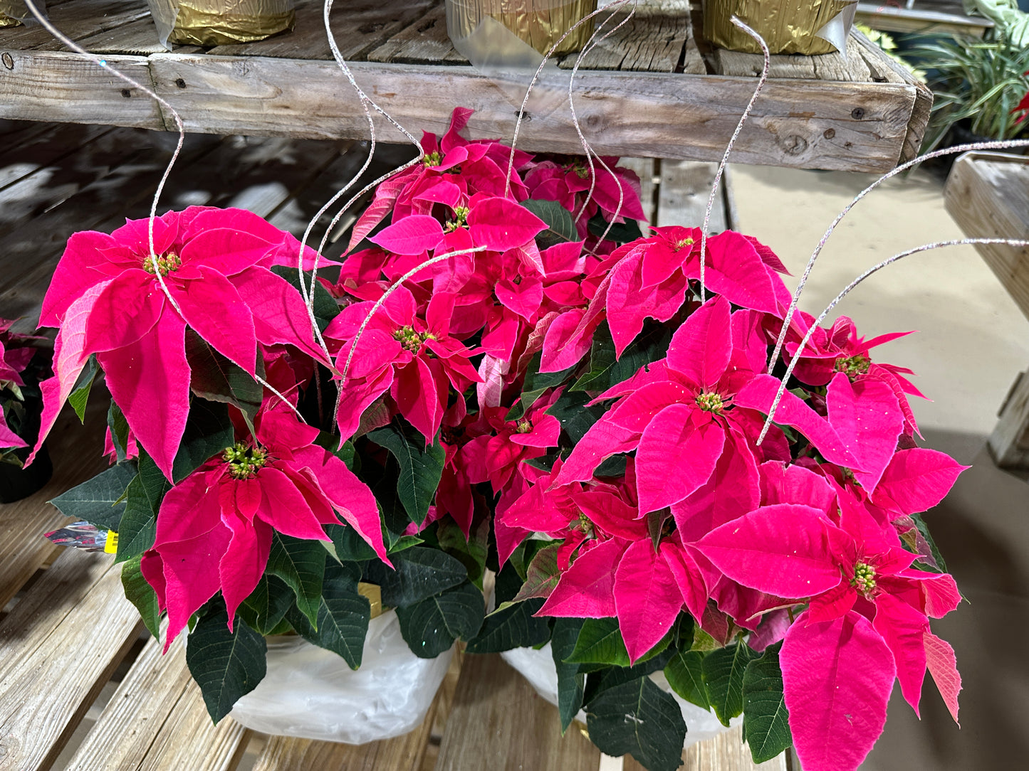 6.5" Poinsettia Princettia Hot Pink (Xmas)