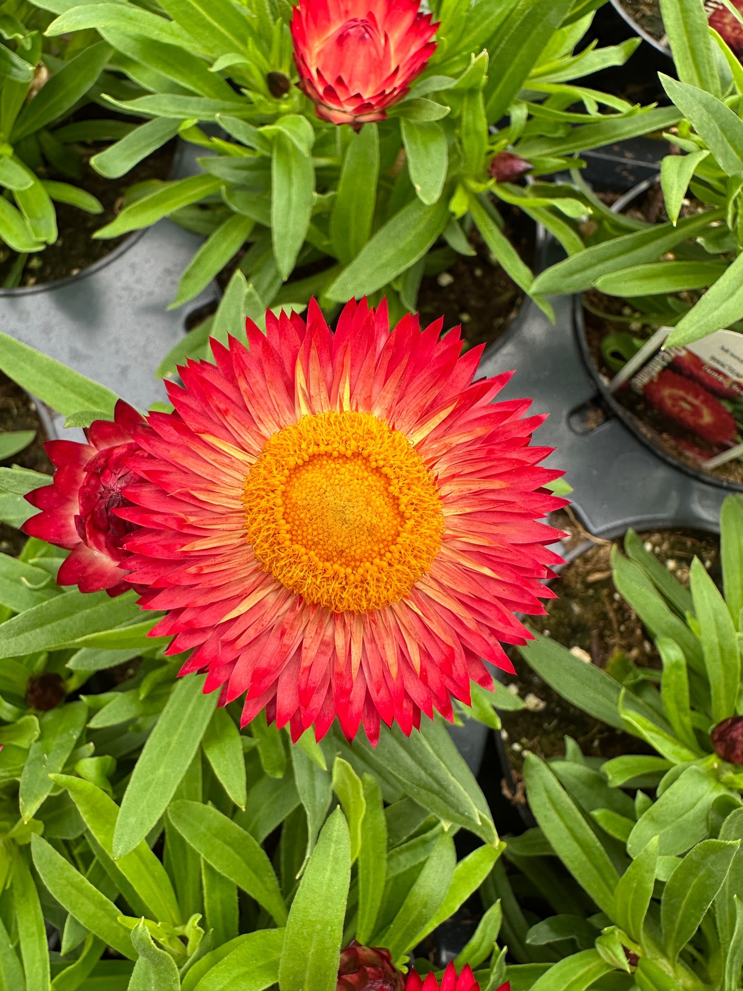 STRAWFLOWER DREAMTIME RED - 4'' POT