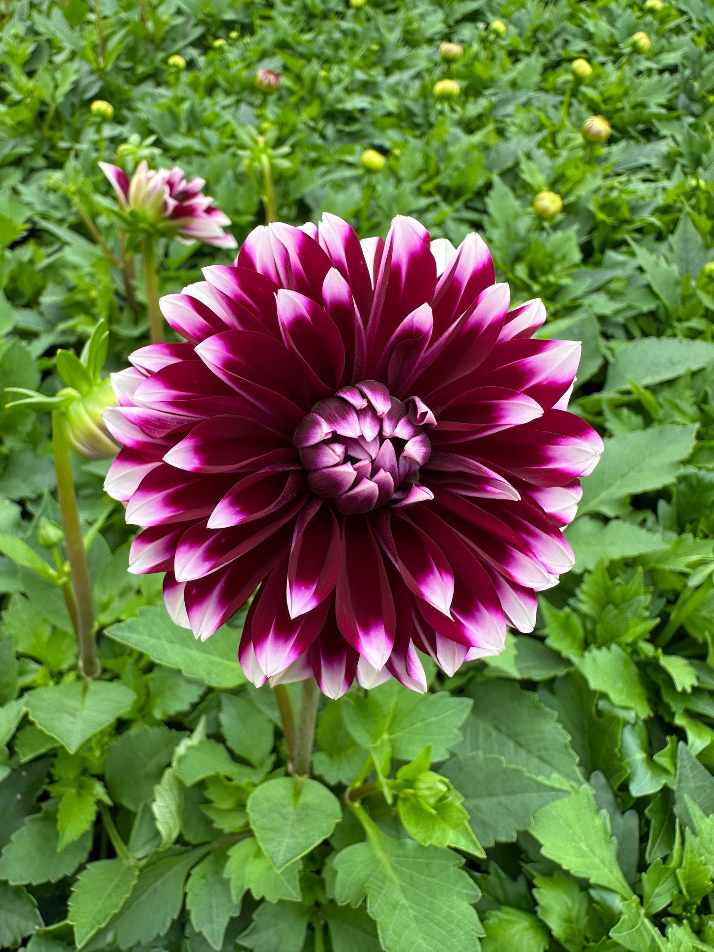 DAHLIA DALAYA PURPLE AND WHITE - QUART POT