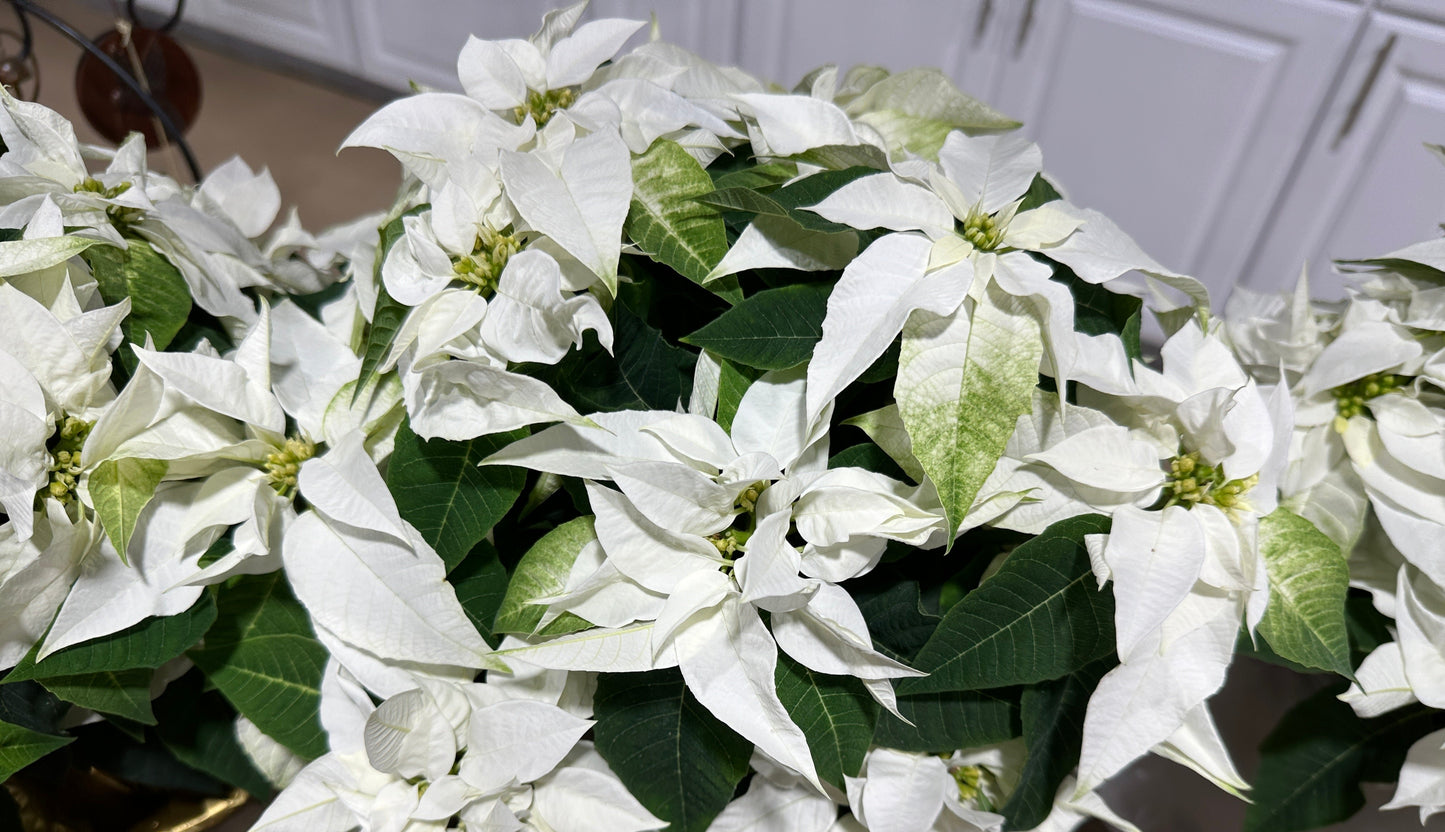6.5" Poinsettia Princettia White (Xmas)