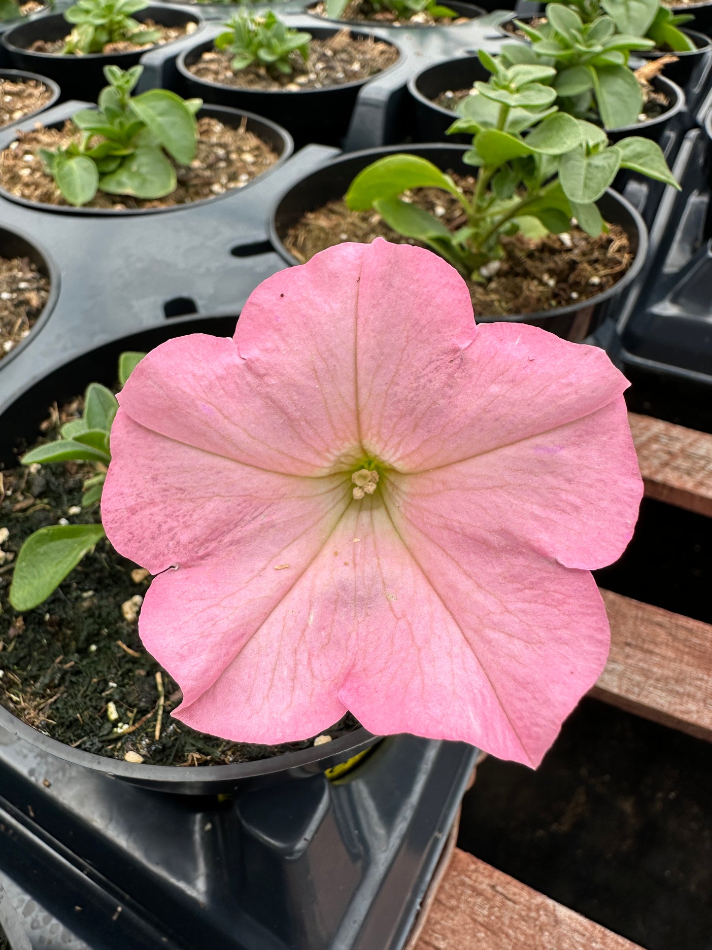 PETUNIA SURFINIA HEAVENLY CASHMERE PINK - 4'' POT