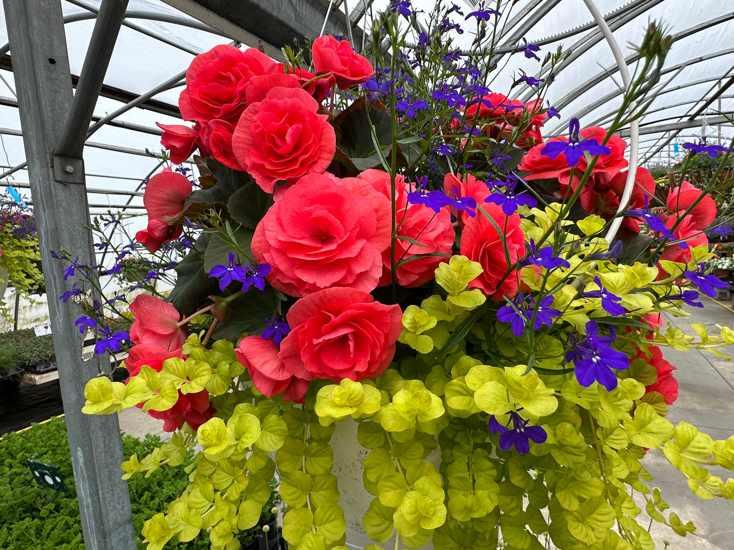 BASKET #5 - 14" HANGING BASKET