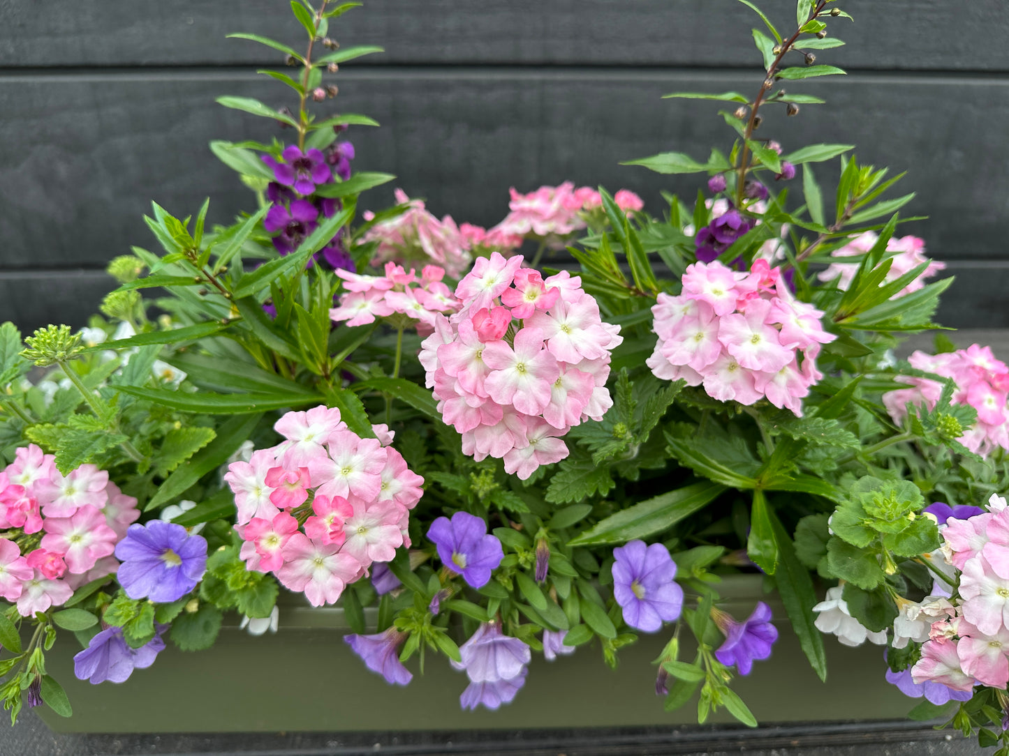 COMBO #26 - 24'' WINDOW BOX