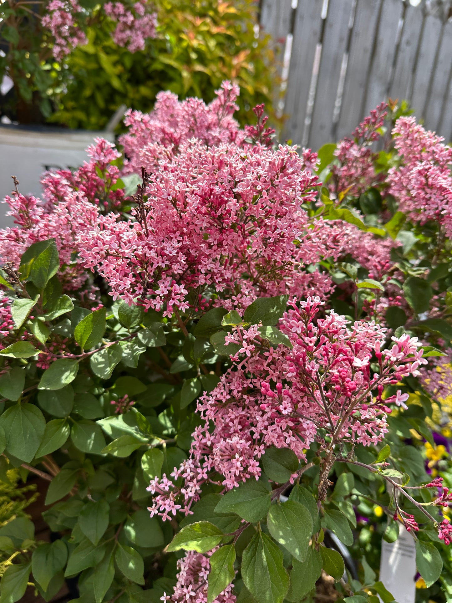 SYRINGA X BLOOMERANG® BALLET