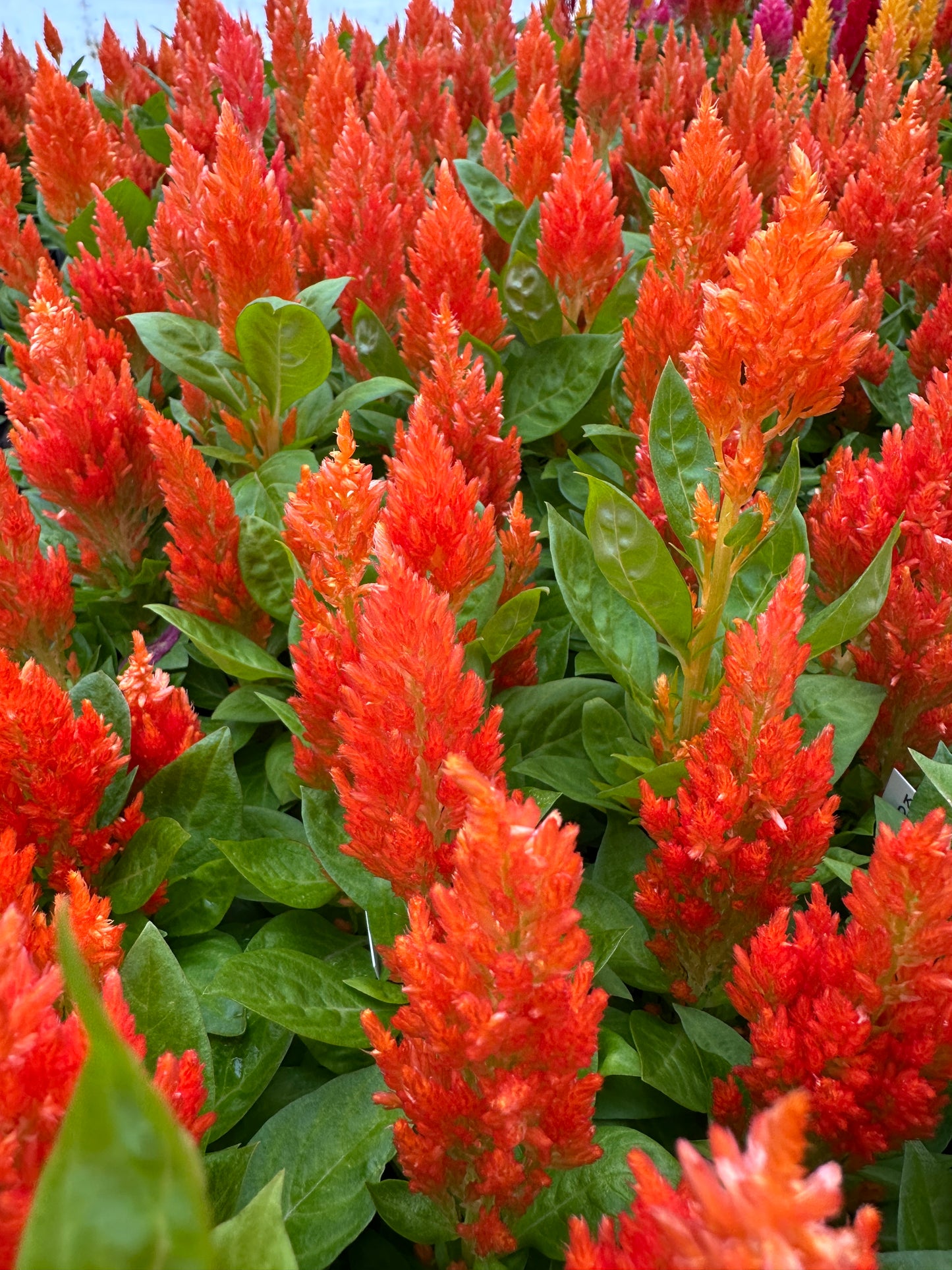 CELOSIA KIMONO ORANGE - FLAT OF 48 PLANTS