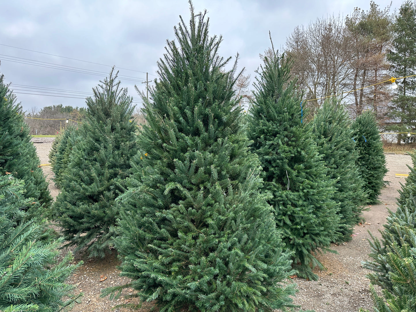 Douglas Fir 8' Christmas Tree (Xmas)