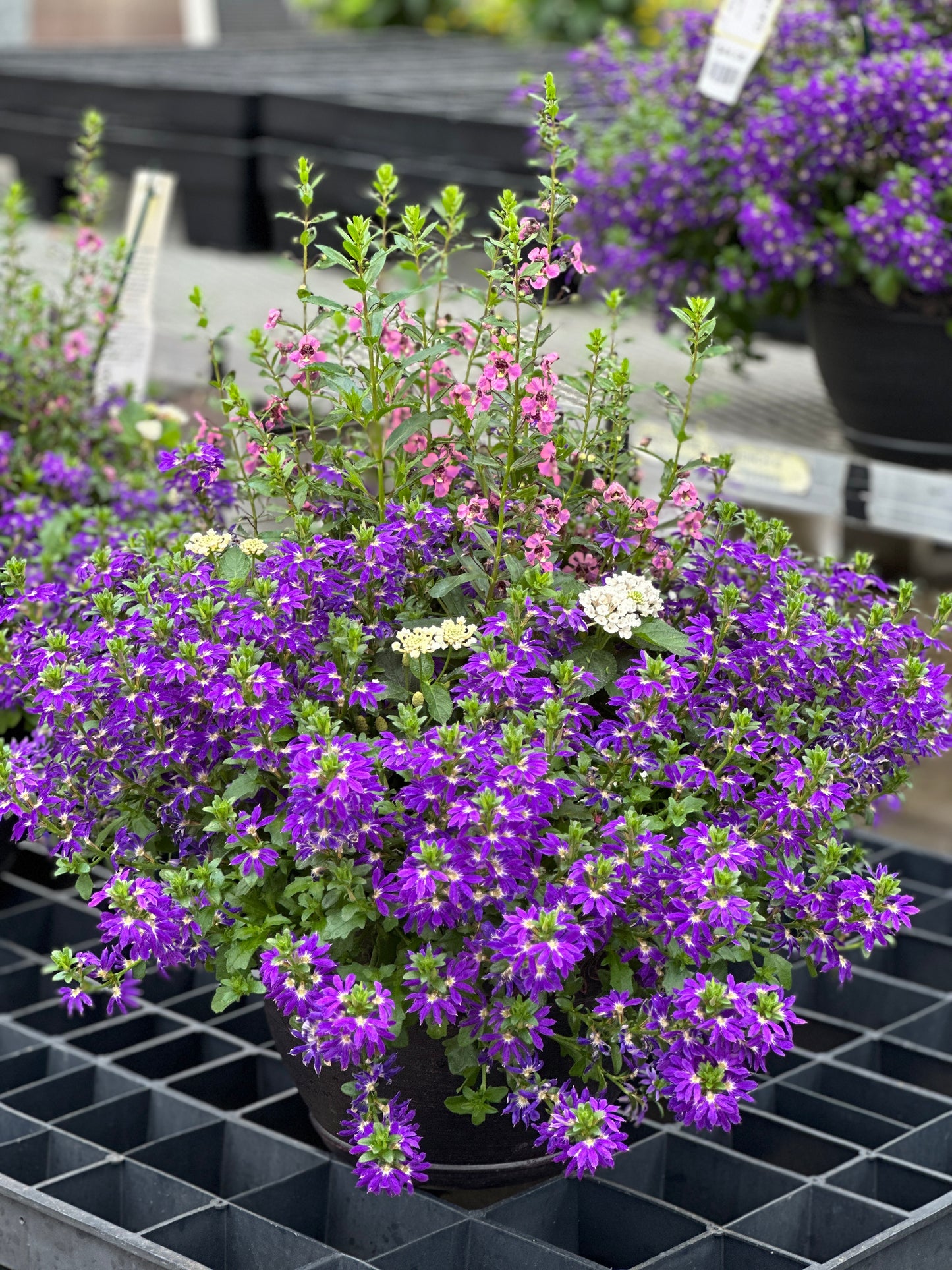 SCAEVOLA SURDIVA BLUE - 4'' POT