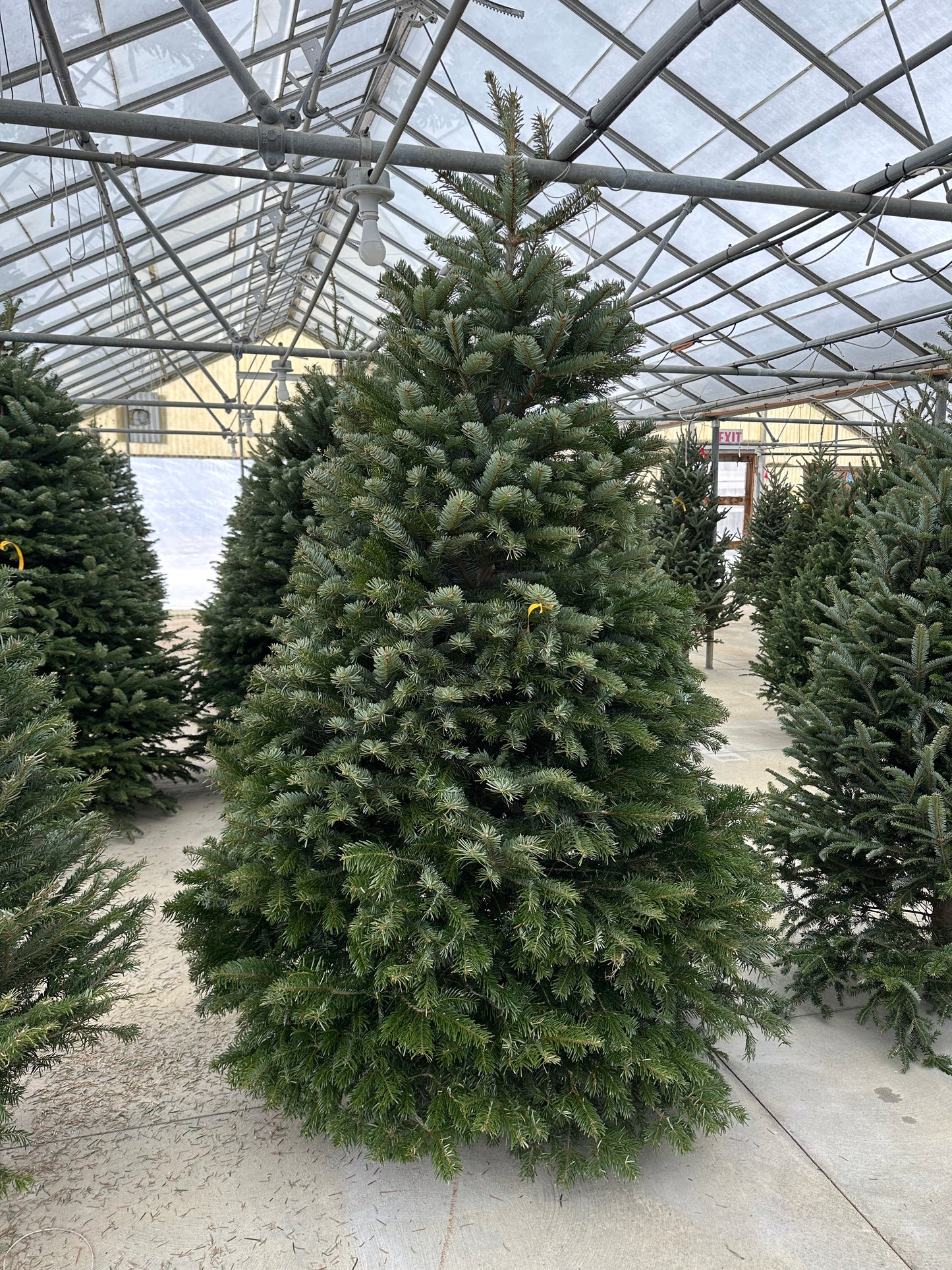 Noble Fir 6'-7' Christmas Trees (Xmas)