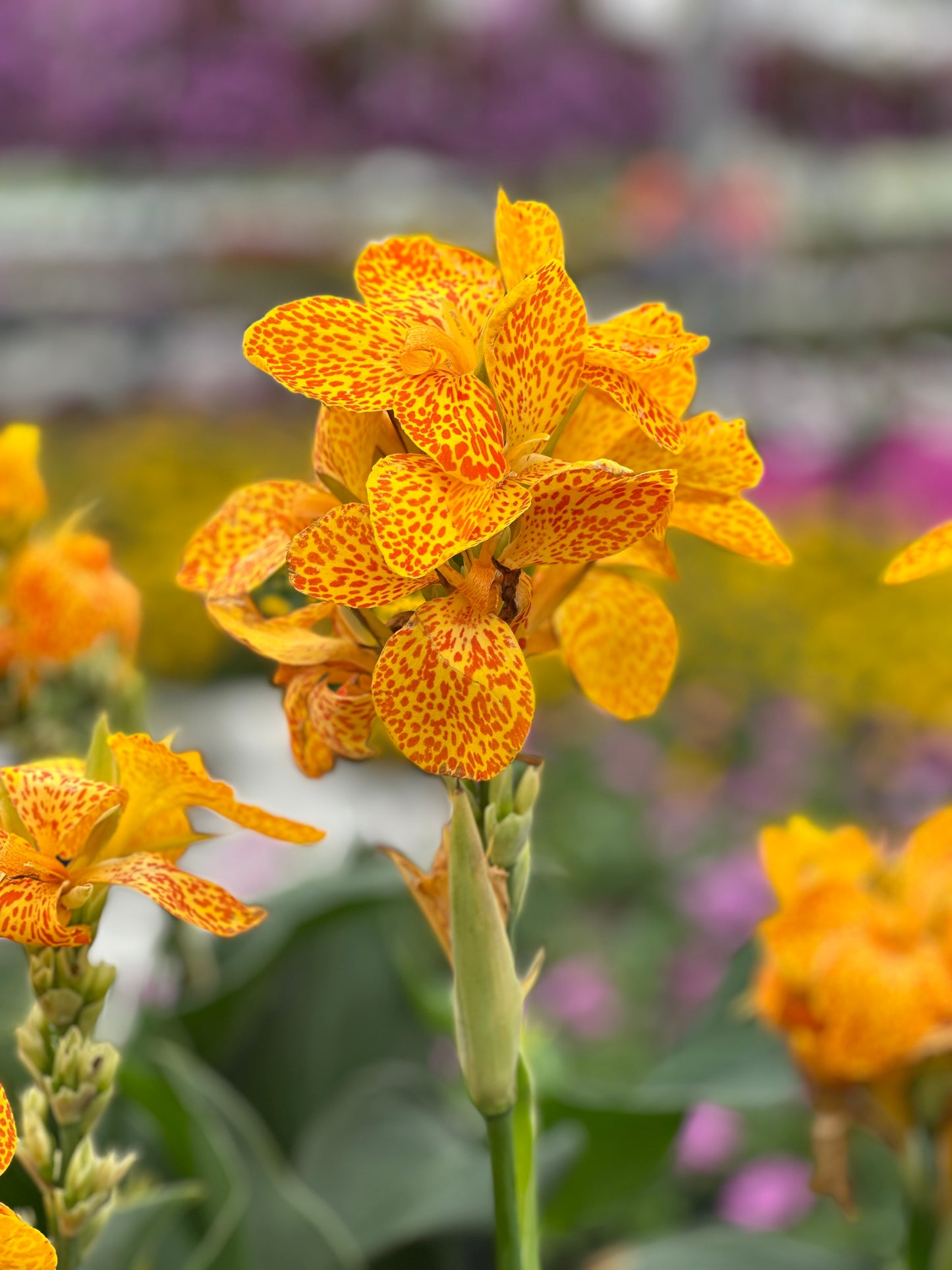 CANNA CANNOVA GOLD LEOPARD - QUART POT