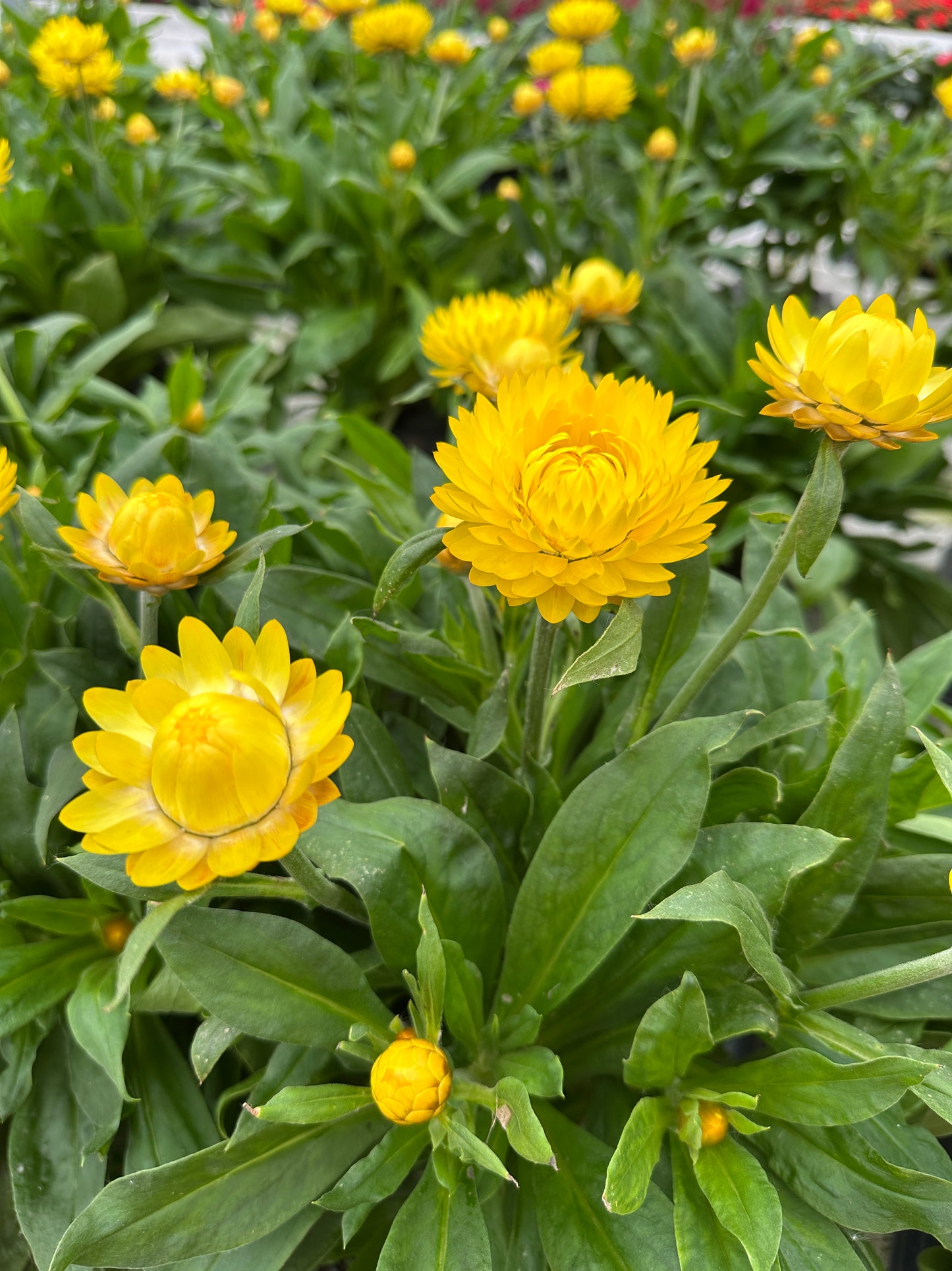 STRAWFLOWER GRANVIA GOLD - 6'' POT