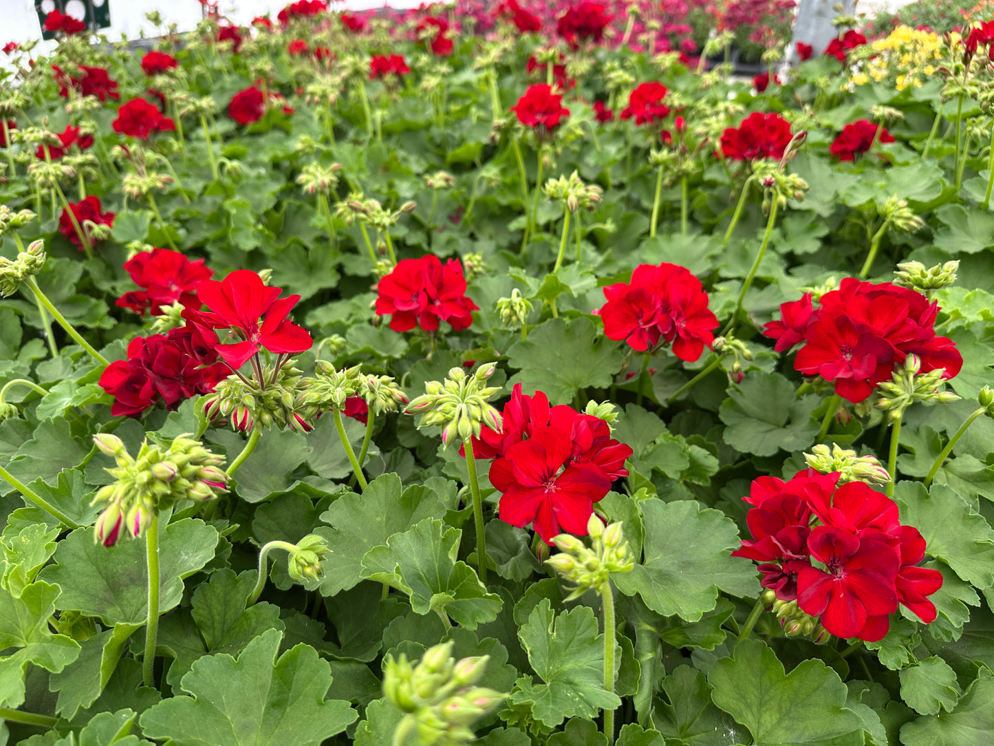 GERANIUM CALLIOPE MEDIUM DARK RED - 6'' POT