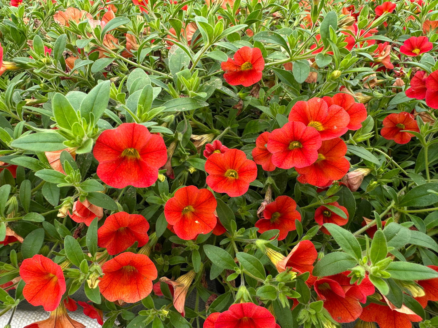 CALIBRACHOA MINIFAMOUS NEO DEEP ORANGE - JUMBO 6 PACK
