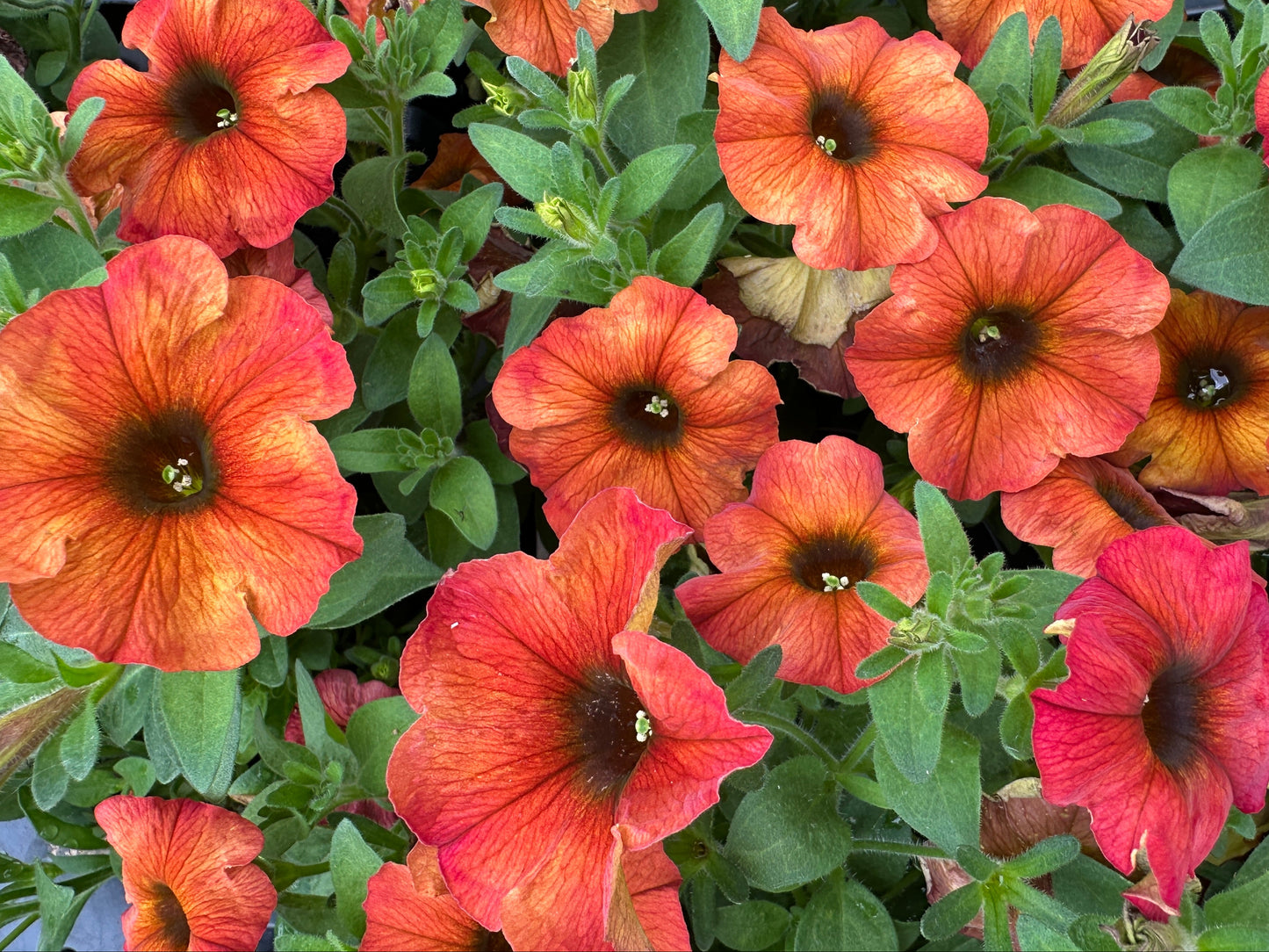 PETUNIA SUPERCAL CINNAMON - 4'' POT