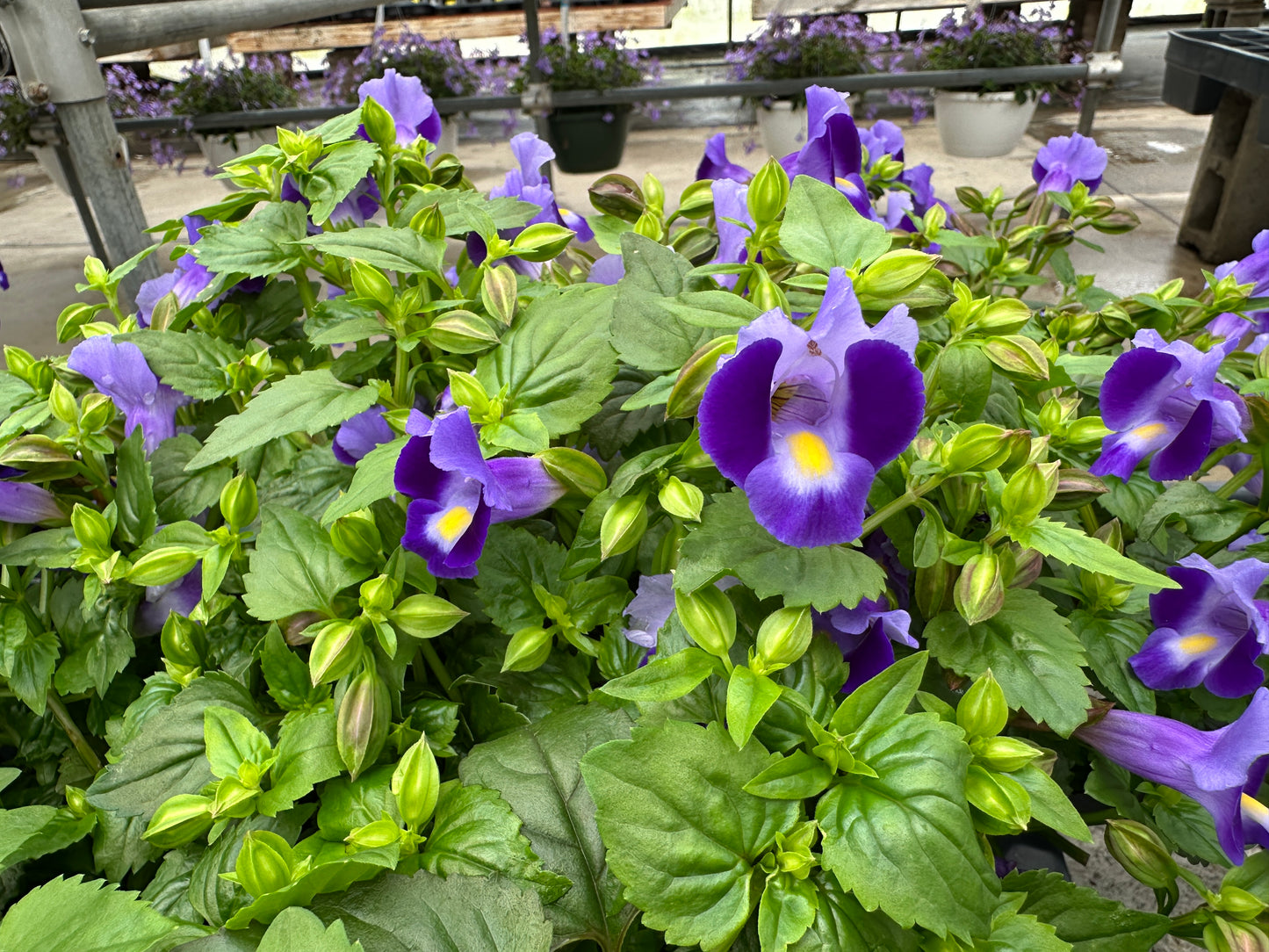 TORENIA MOON INDIGO - 4'' POT