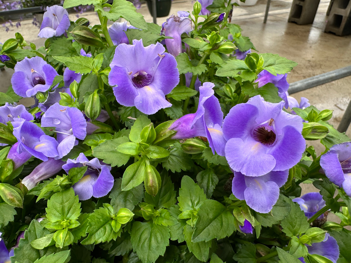 TORENIA SUMMER WAVE BLUE - QUART POT