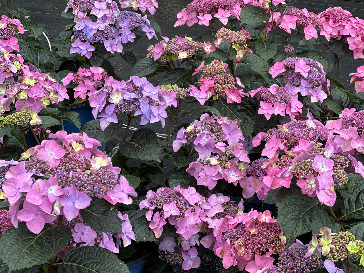Hydrangea Endless Summer® Pop Star™