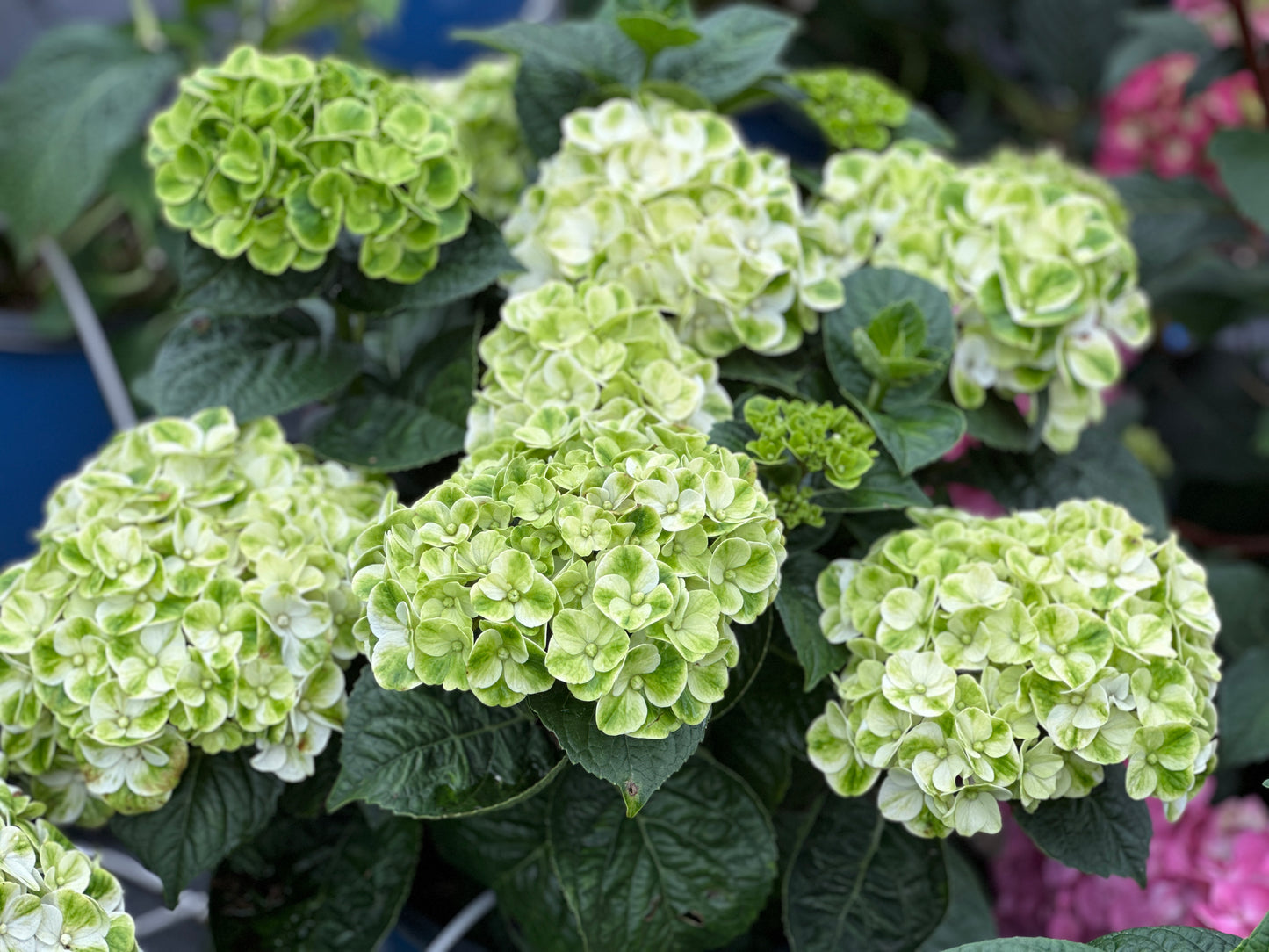 Hydrangea macrophylla Grin and Tonic™