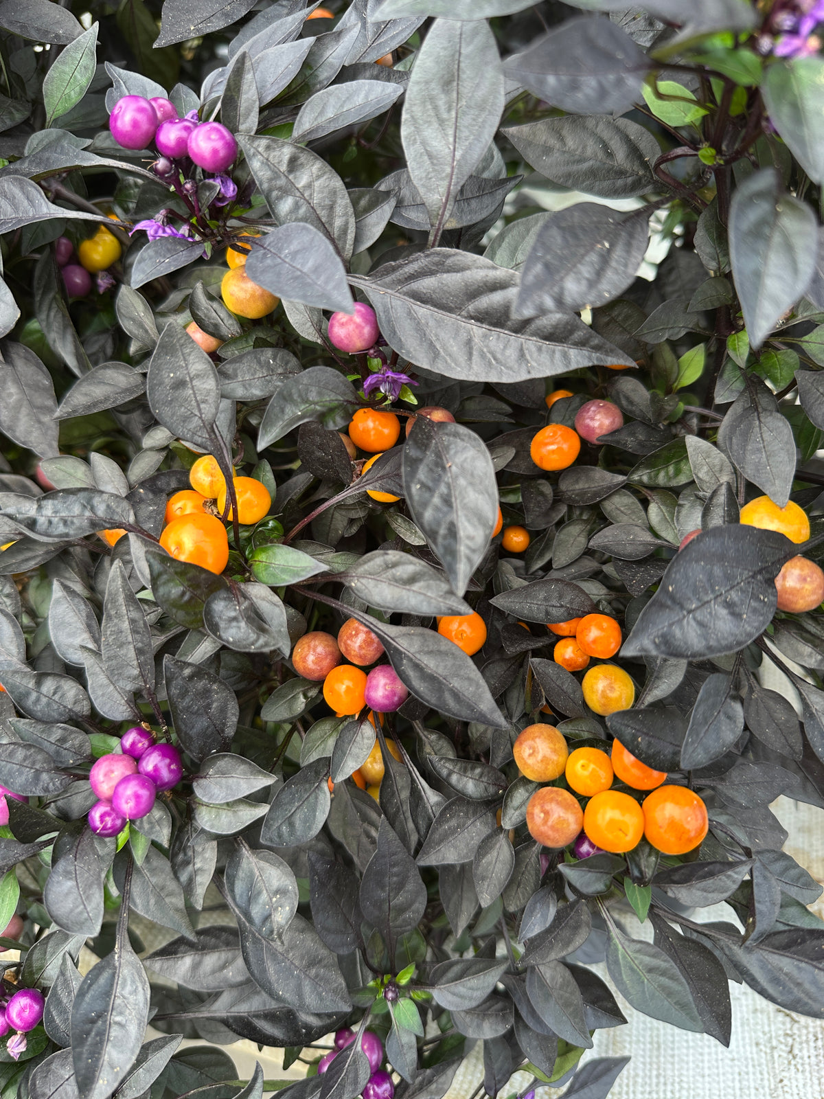 ORNAMENTAL PEPPER ONYX ORANGE - 4'' POT