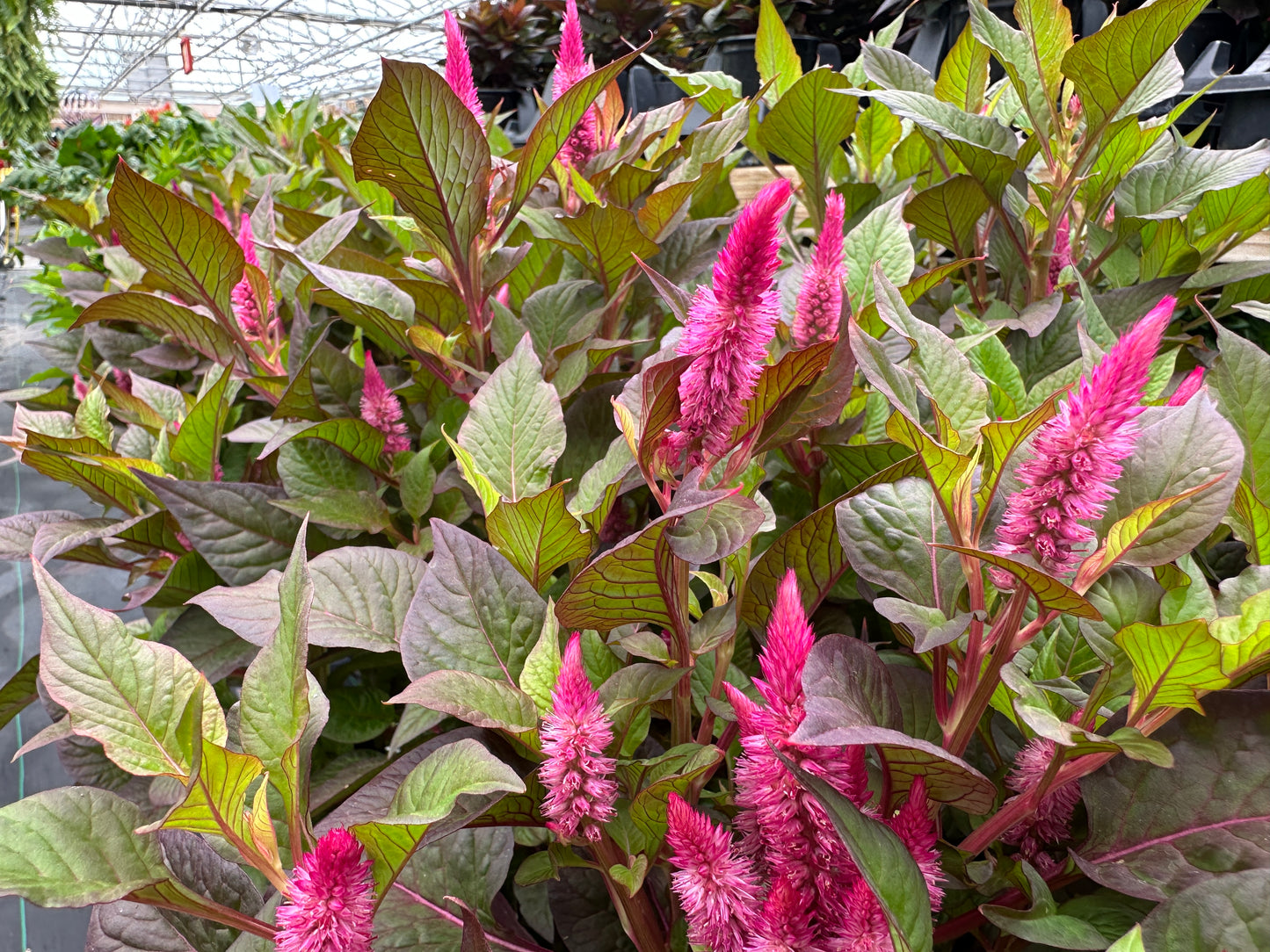CELOSIA KELOS ATOMIC NEON PINK - QUART POT