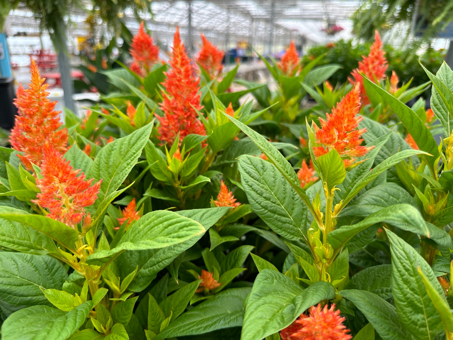 CELOSIA KELOS FIRE ORANGE - QUART POT