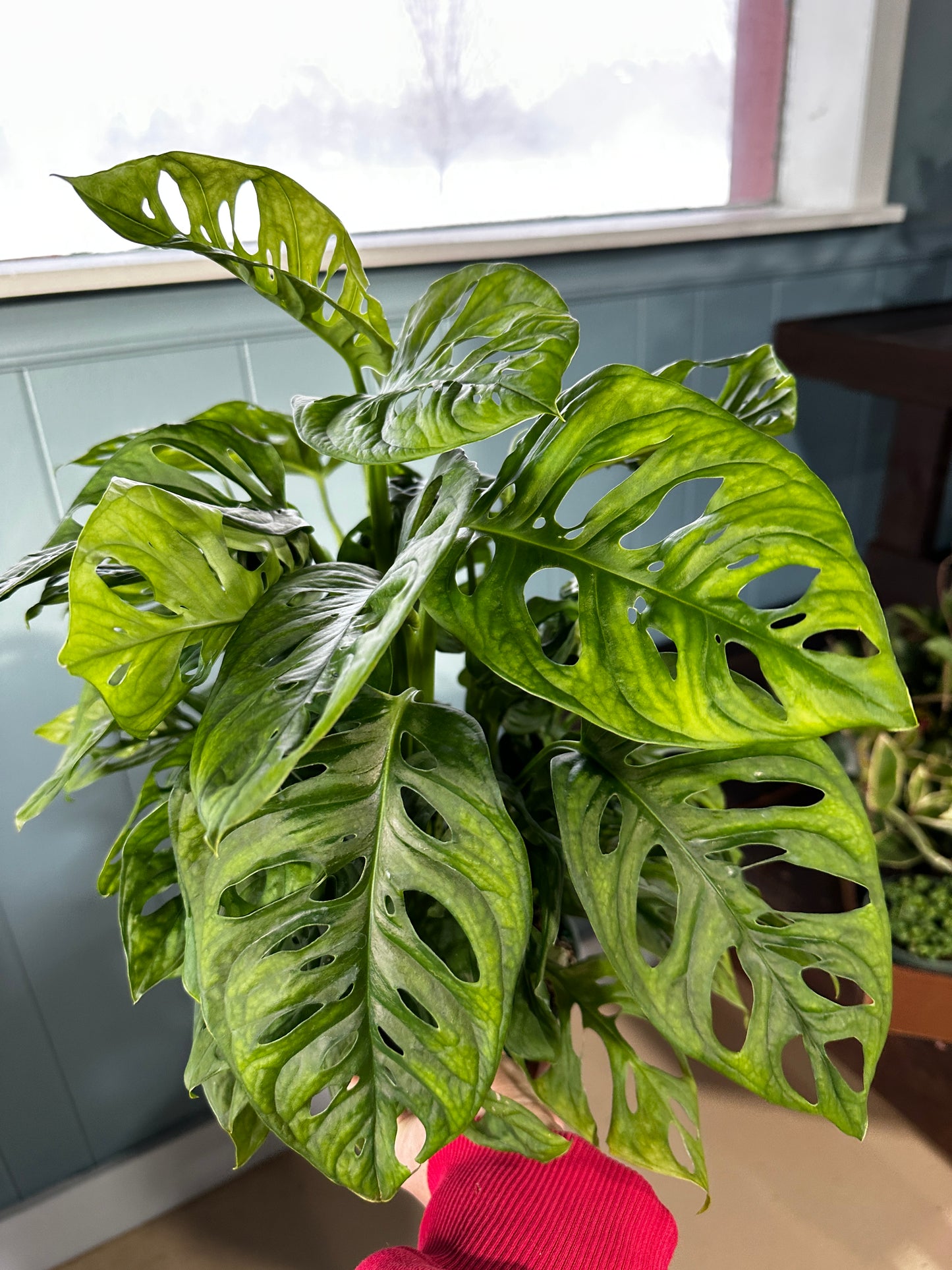 6'' Monstera Swiss Cheese