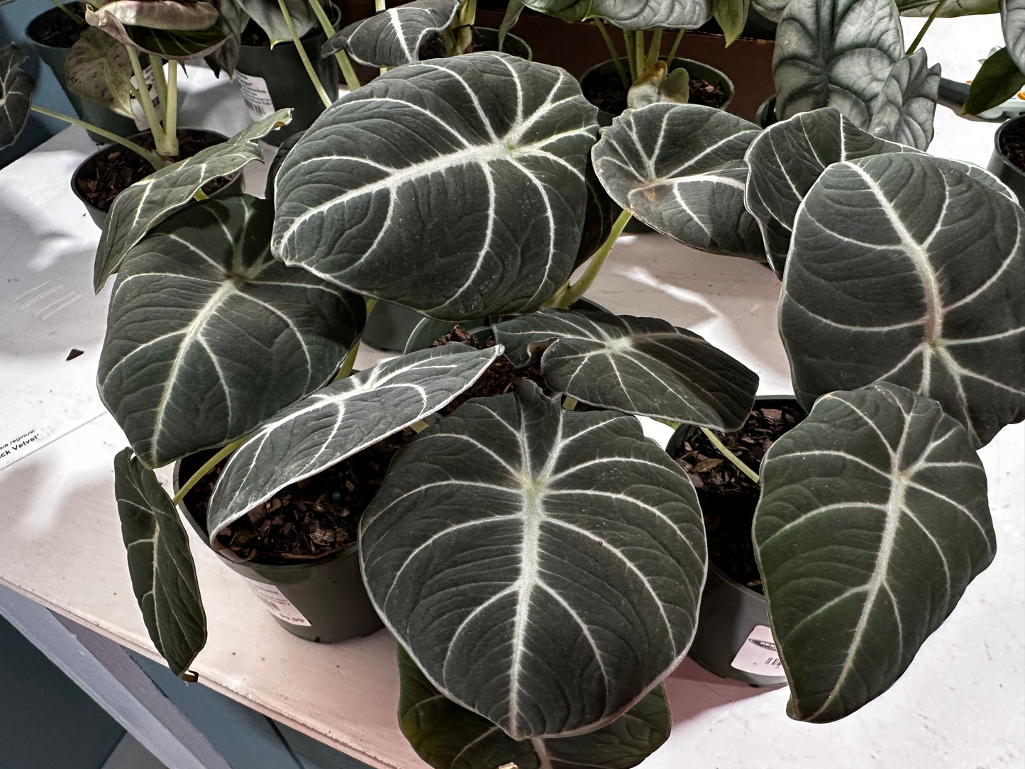 4'' Alocasia Black Velvet