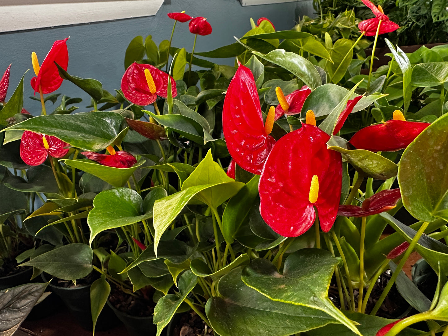 4'' Anthurium Easy Red