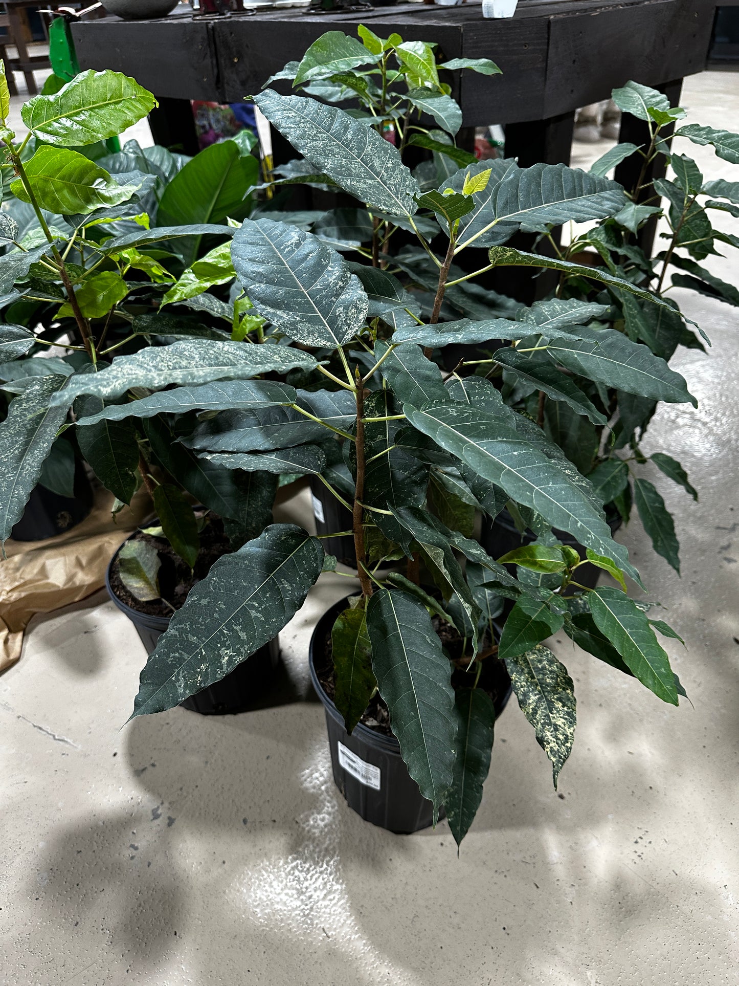 8'' Ficus Aspera
