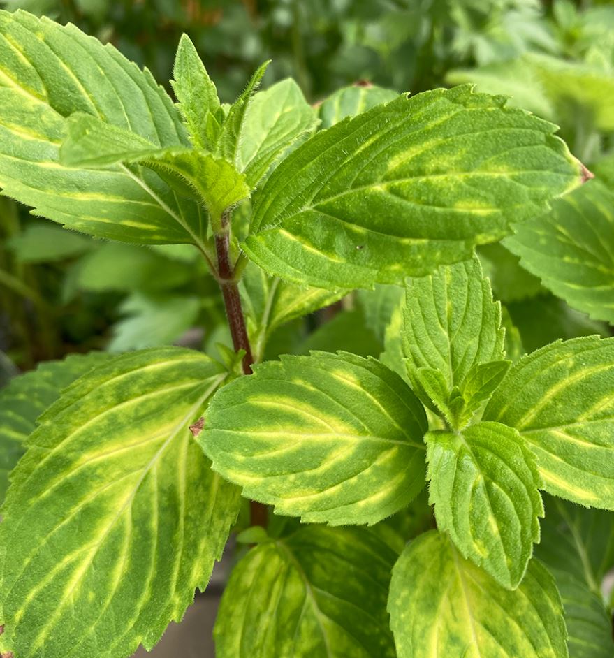 MINT GINGER - 3.5" Pot