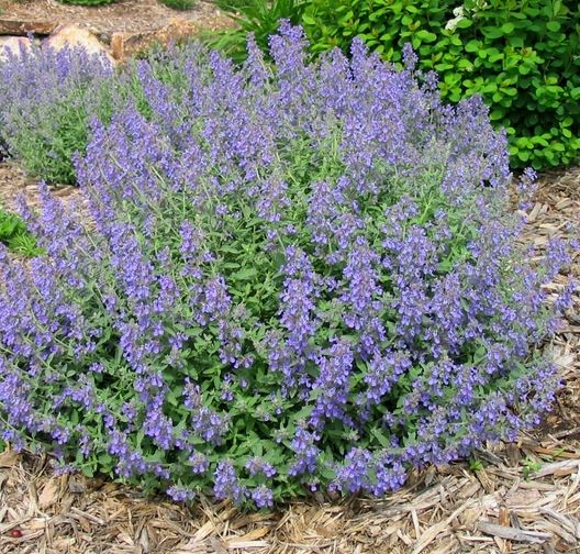 Nepeta 'Junior Walker'