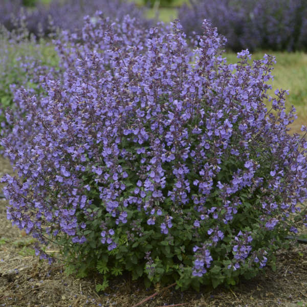 NEPETA KITTEN AROUND