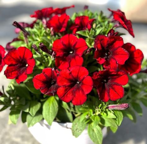 PETUNIA CRAZYTUNIA GINGER SNAP