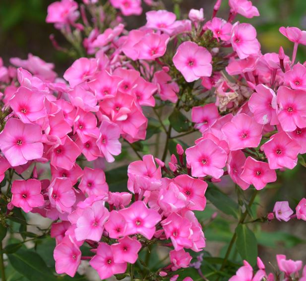 Phlox pan. 'Bubblegum Pink'