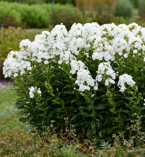 Phlox 'Backlight' (PW)