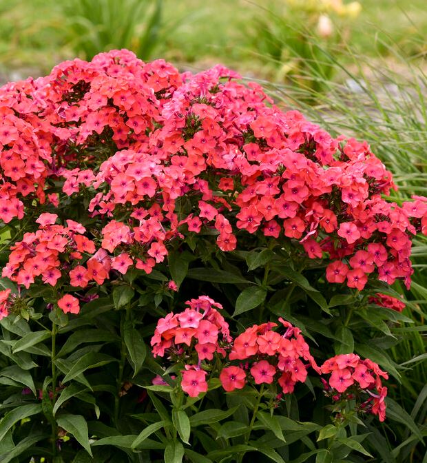 Phlox 'Sunset Coral' (PW)