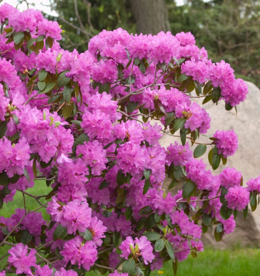 Rhododendron 'P.J.M. Elite'