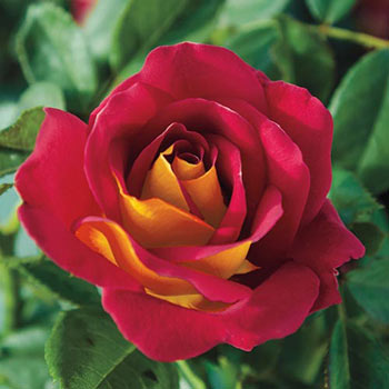 Rose florib. 'Ketchup & Mustard'
