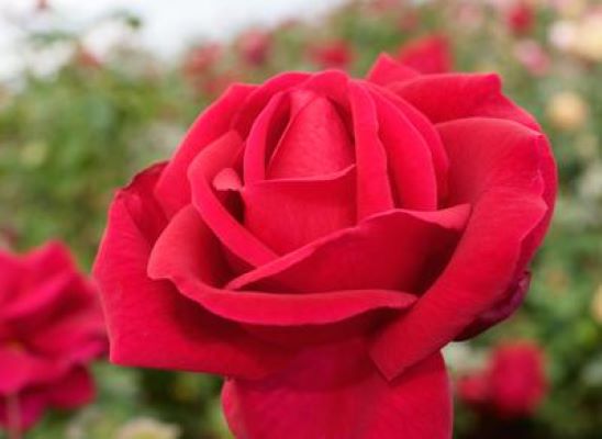 Rose 'Proud Land'