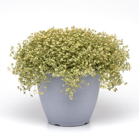 SEDUM LITTLE SHIMMER