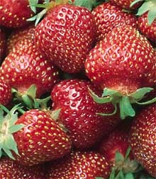 Jewel Strawberry Bare Root