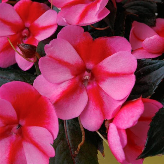 SUNPATIENS COMPACT RED CANDY - 10'' HANGING BASKET