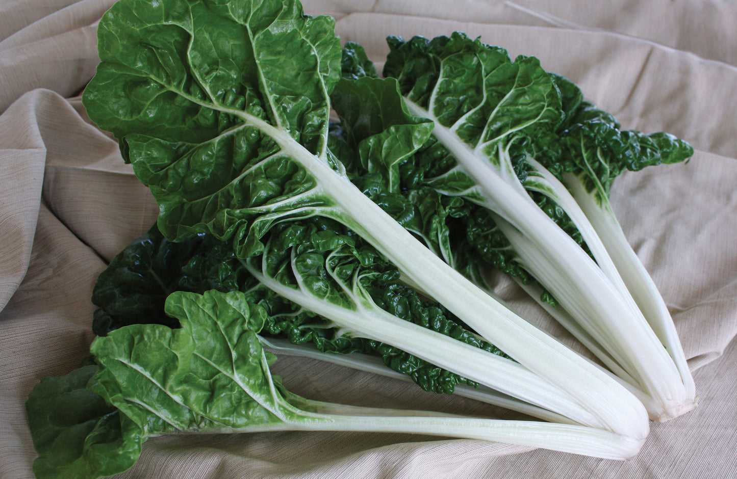 SWISS CHARD SILVERADO - FLAT OF 32 PLANTS