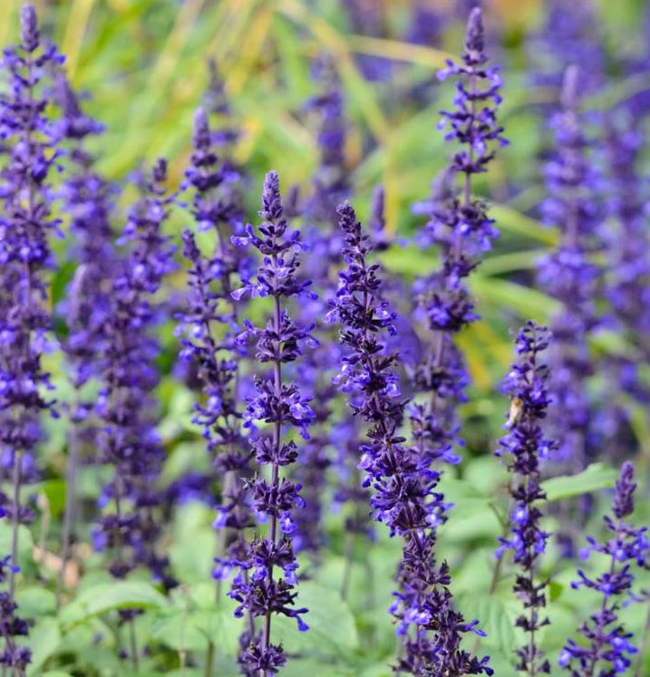 SALVIA MYSTIC SPIRE BLUE