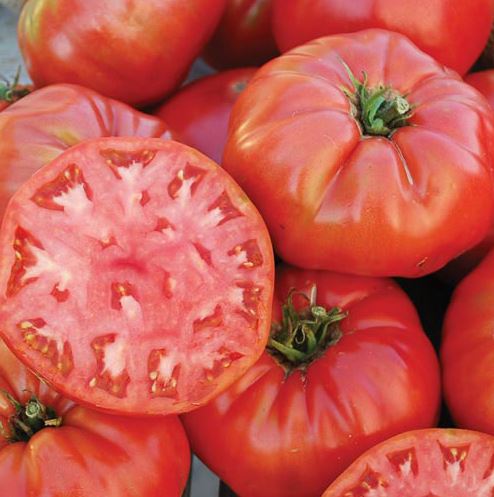 TOMATO MORTGAGE LIFTER - 4" POT