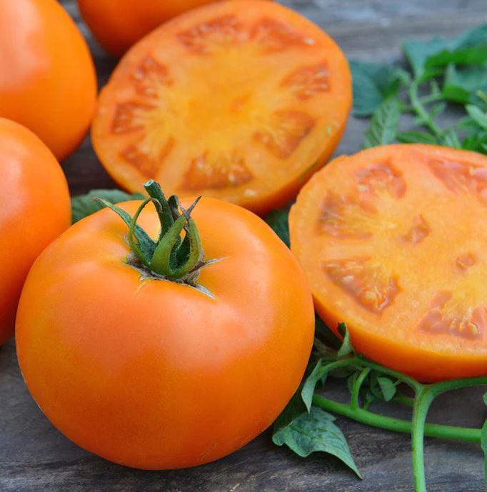 TOMATO ORANGE WELLINGTON - 4'' POT
