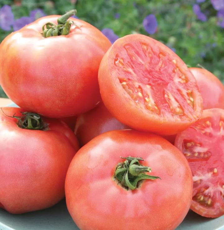 TOMATO PINK GIRL - 4'' POT