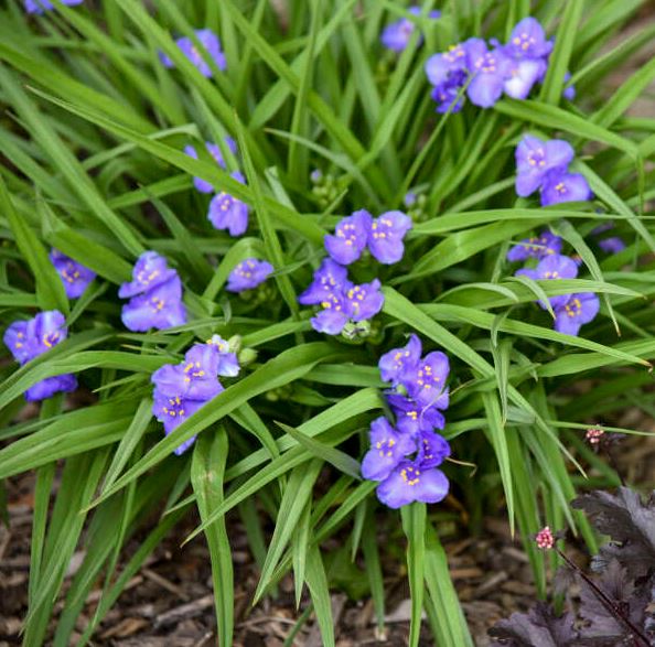 Tradescantia 'Amethyst Kiss'