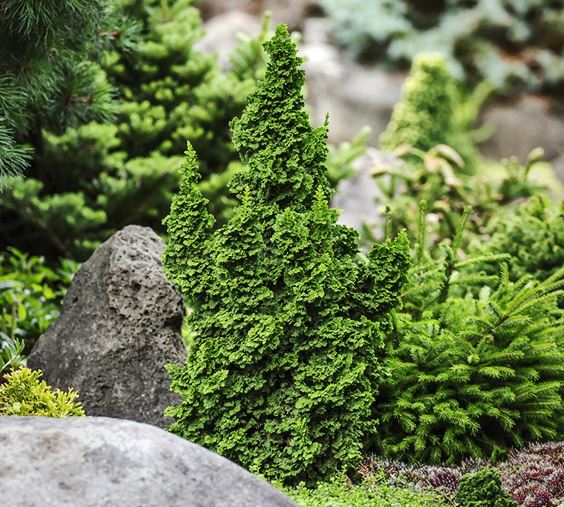 Thuja occ. 'Primo®'