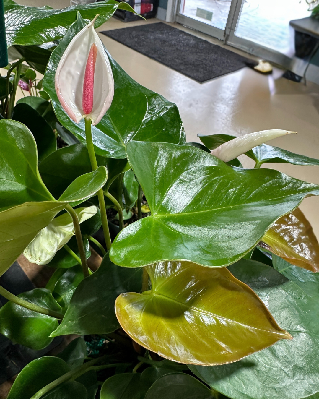 6'' Anthurium White Heart